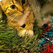 Nala participe au concours pour gagner de l'argent avec cette photo : cat, tabby, christmas_tree, tinsel, holiday, decorations, lights, curious, animal, pet, whiskers, closeup, feline, greenery, festive, indoors, playful, cute, nature, sparkle