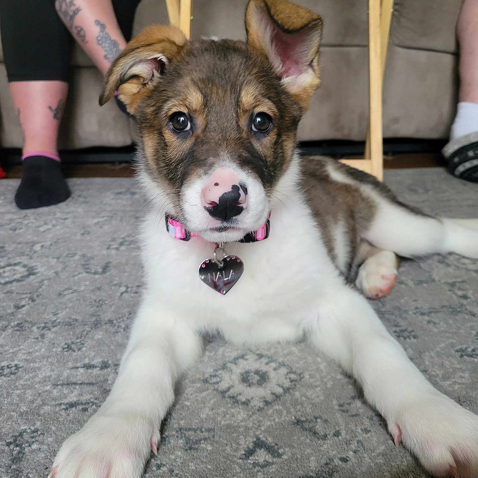 Nala joined the competition — help win amazing prizes! accessories, animal, ankle, bodypart, canine, clothing, couch, dog, footwear, furniture, hosiery, husky, person, pet, puppy, shoe, skin, sock, strap, tattoo