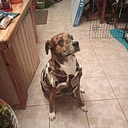 Freja a rejoint le concours — aidez-le/la à gagner de superbes lots ! animal, brown_dog, coat, dog, floor_mat, furniture, home_interior, houseplant, indoor, jacket, looking_up, obedient, pet, pet_cage, plant, potted_plant, tile, tiled_floor, white_paws, wooden_counter