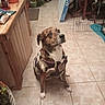 animal, brown_dog, coat, dog, floor_mat, furniture, home_interior, houseplant, indoor, jacket, looking_up, obedient, pet, pet_cage, plant, potted_plant, tile, tiled_floor, white_paws, wooden_counter
