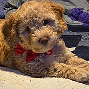 Ellie joined the competition — help win amazing prizes! dog, puppy, bow_tie, curly_fur, bed, blanket, quilt, indoor, cute, pet, animal, fur, relaxed, portrait, mammal, sleepy, companion, cute_pet, small_dog, cozy