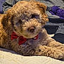 dog, puppy, bow_tie, curly_fur, bed, blanket, quilt, indoor, cute, pet, animal, fur, relaxed, portrait, mammal, sleepy, companion, cute_pet, small_dog, cozy