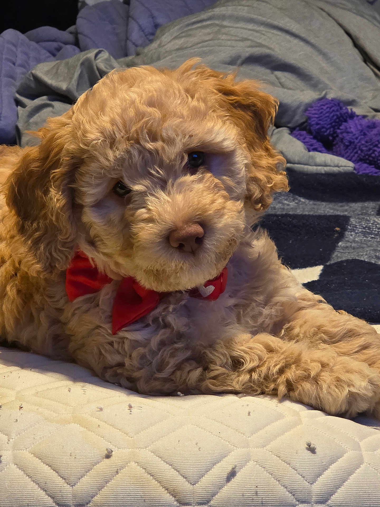 Ellie joined the competition — help win amazing prizes! dog, puppy, bow_tie, curly_fur, bed, blanket, quilt, indoor, cute, pet, animal, fur, relaxed, portrait, mammal, sleepy, companion, cute_pet, small_dog, cozy