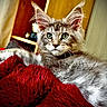 cat, gray_tabby, green_eyes, fluffy, indoor, red_blanket, fur, whiskers, ears, relaxed, pet, animal, cozy, lying_down, close_up, portrait, feline, home, cute, alert