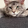 cat, tabby, grey_cat, pet, feline, closeup, portrait, relaxed, indoor, whiskers, ears, green_eyes, fur, animal, cute, mammal, resting, texture, sofa, looking