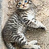 adorable, animal, blue_eyes, cat, curious, cute, fur, kitten, lying_down, mammal, nature, outdoor, pet, playful, portrait, small, striped, tabby, whiskers, young