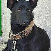 Athéna a rejoint le concours — aidez-le/la à gagner de superbes lots ! dog, black_dog, collar, leash, pet, animal, canine, sitting, outdoor, concrete, wall, resting, ears, alert, domestic_animal, side_view, muzzle, quiet, calm, companion