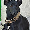 dog, black_dog, collar, leash, pet, animal, canine, sitting, outdoor, concrete, wall, resting, ears, alert, domestic_animal, side_view, muzzle, quiet, calm, companion