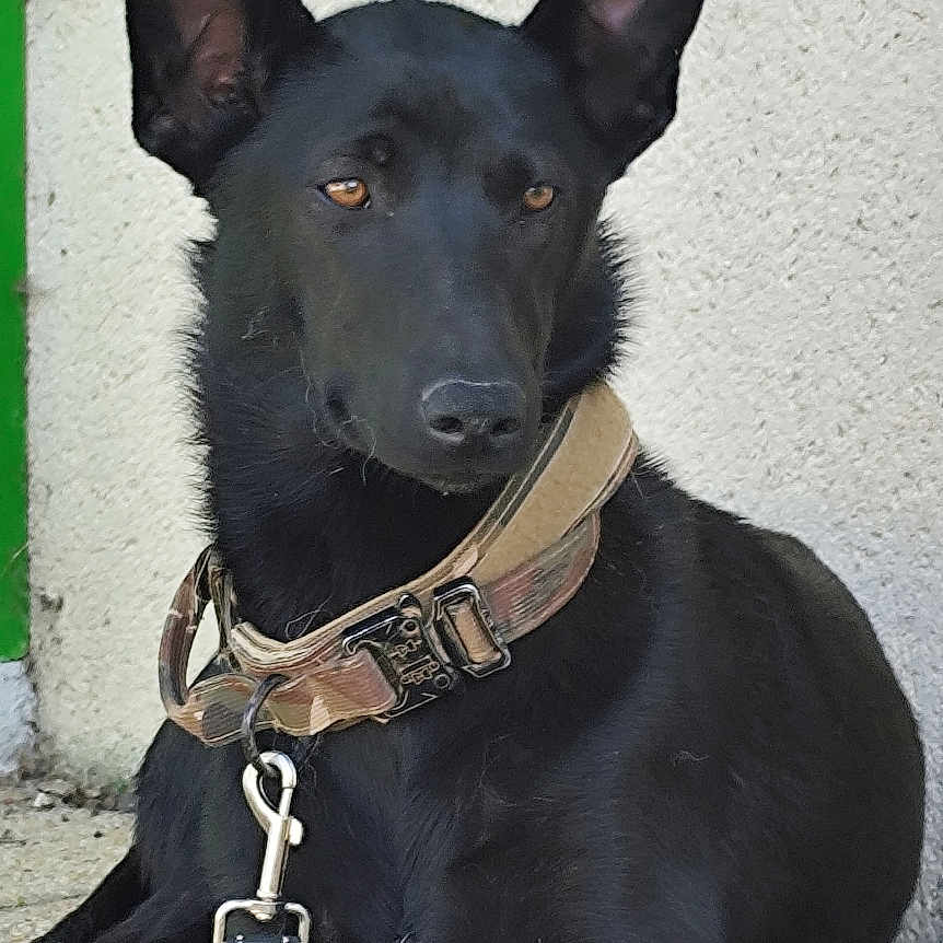 Athéna a rejoint le concours — aidez-le/la à gagner de superbes lots ! dog, black_dog, collar, leash, pet, animal, canine, sitting, outdoor, concrete, wall, resting, ears, alert, domestic_animal, side_view, muzzle, quiet, calm, companion