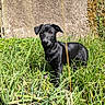 Athéna a rejoint le concours — aidez-le/la à gagner de superbes lots ! dog, black_dog, grass, greenery, flower, purple_flower, outdoor, sunlight, wall, window, animal, pet, nature, curious, alert, shiny_coat, texture, summer, yard, plant