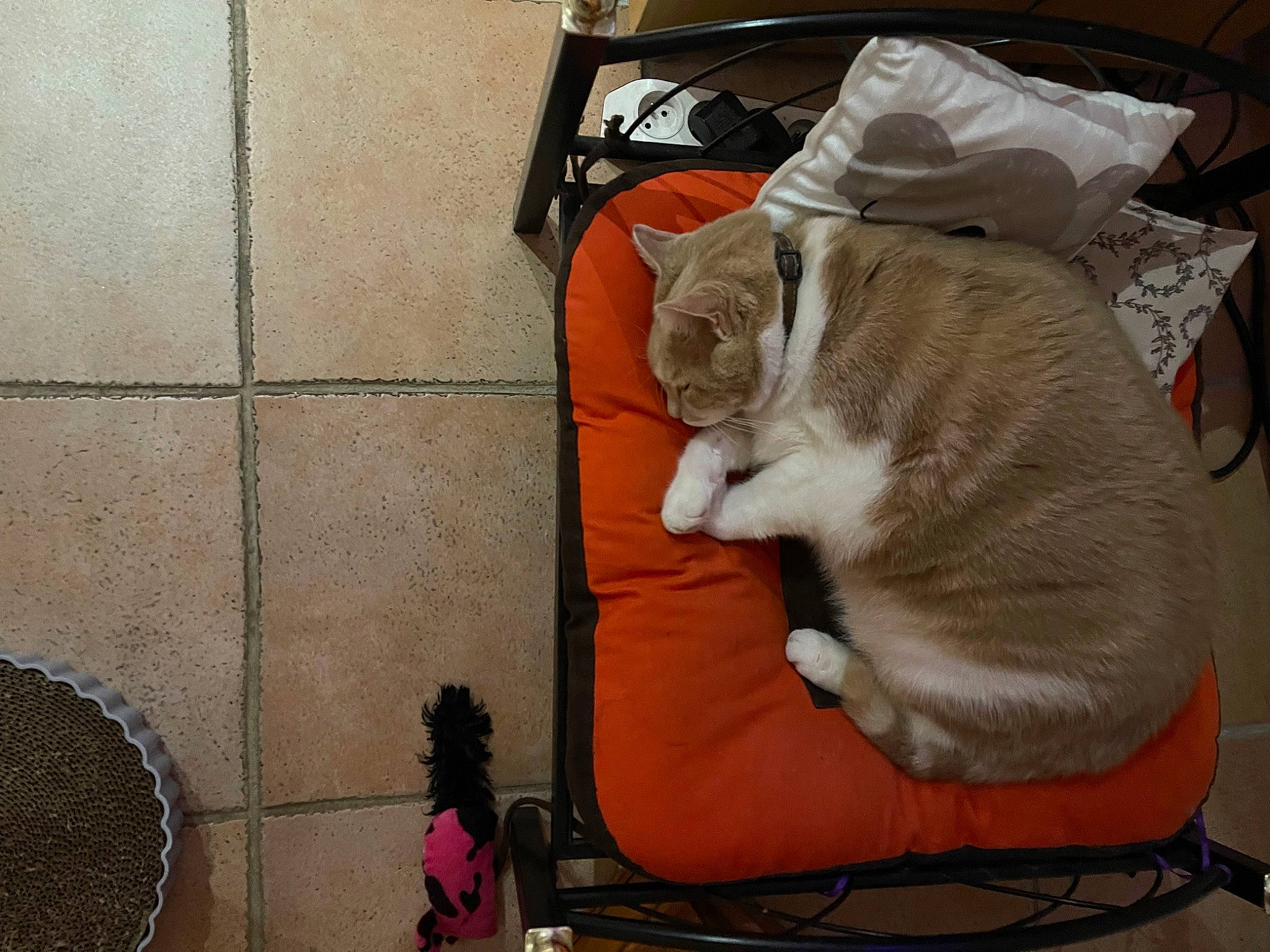 Tigrou a rejoint le concours — aidez-le/la à gagner de superbes lots ! bag, carnivore, cat, cat_supply, comfort, companion_dog, domestic_short_haired_cat, fawn, felidae, flooring, fur, lap, luggage_and_bags, nap, paw, pet_supply, small_to_medium_sized_cats, tail, whiskers, wood