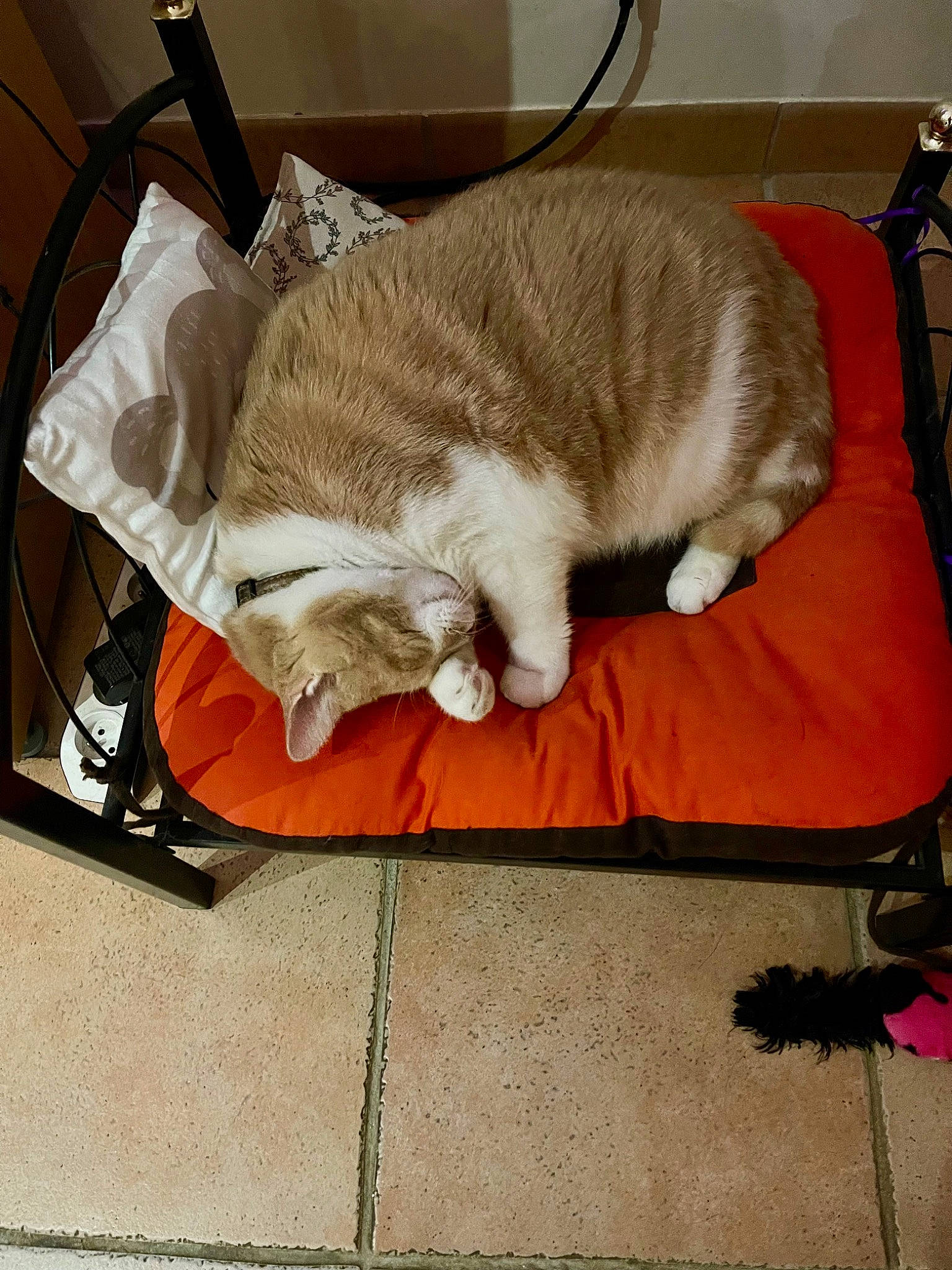 Tigrou a rejoint le concours — aidez-le/la à gagner de superbes lots ! bag, carnivore, cat, cat_supply, claw, comfort, domestic_short_haired_cat, fawn, felidae, flooring, fur, linens, nap, paw, pet_supply, room, small_to_medium_sized_cats, snout, tail, whiskers