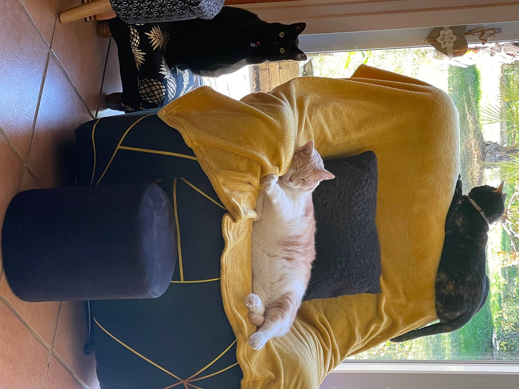 Tigrou a rejoint le concours — aidez-le/la à gagner de superbes lots ! bag, cat, comfort, fawn, felidae, fur, human_leg, knee, linens, paper, personal_protective_equipment, plant, room, sculpture, small_to_medium_sized_cats, tail, thigh, tree, window, wood