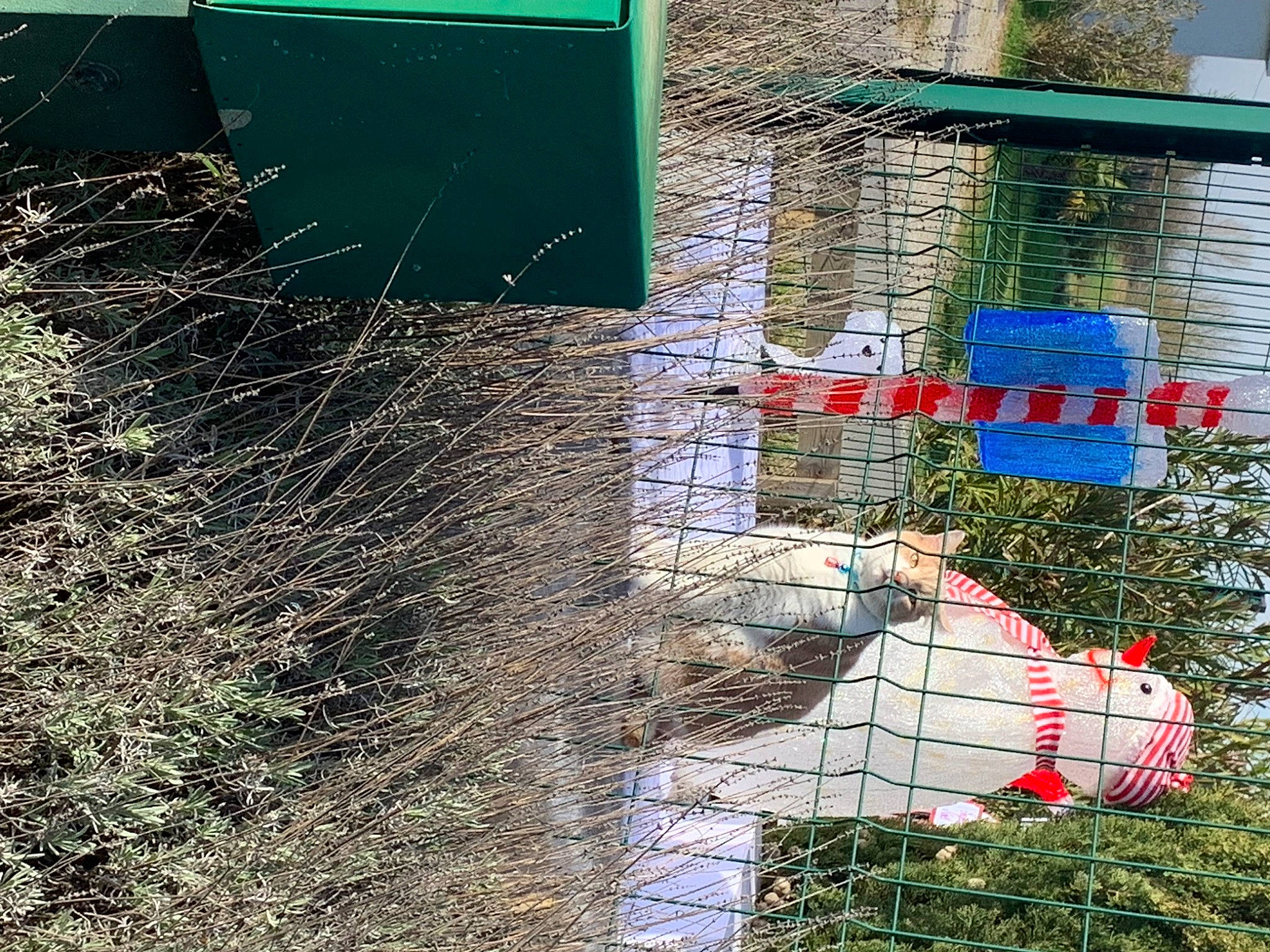 Tigrou a rejoint le concours — aidez-le/la à gagner de superbes lots ! brick, brickwork, building, chain_link_fencing, composite_material, concrete, facade, fence, grass, house, mesh, plant, rectangle, reflection, shrub, soil, wall, window, wire_fencing, yard