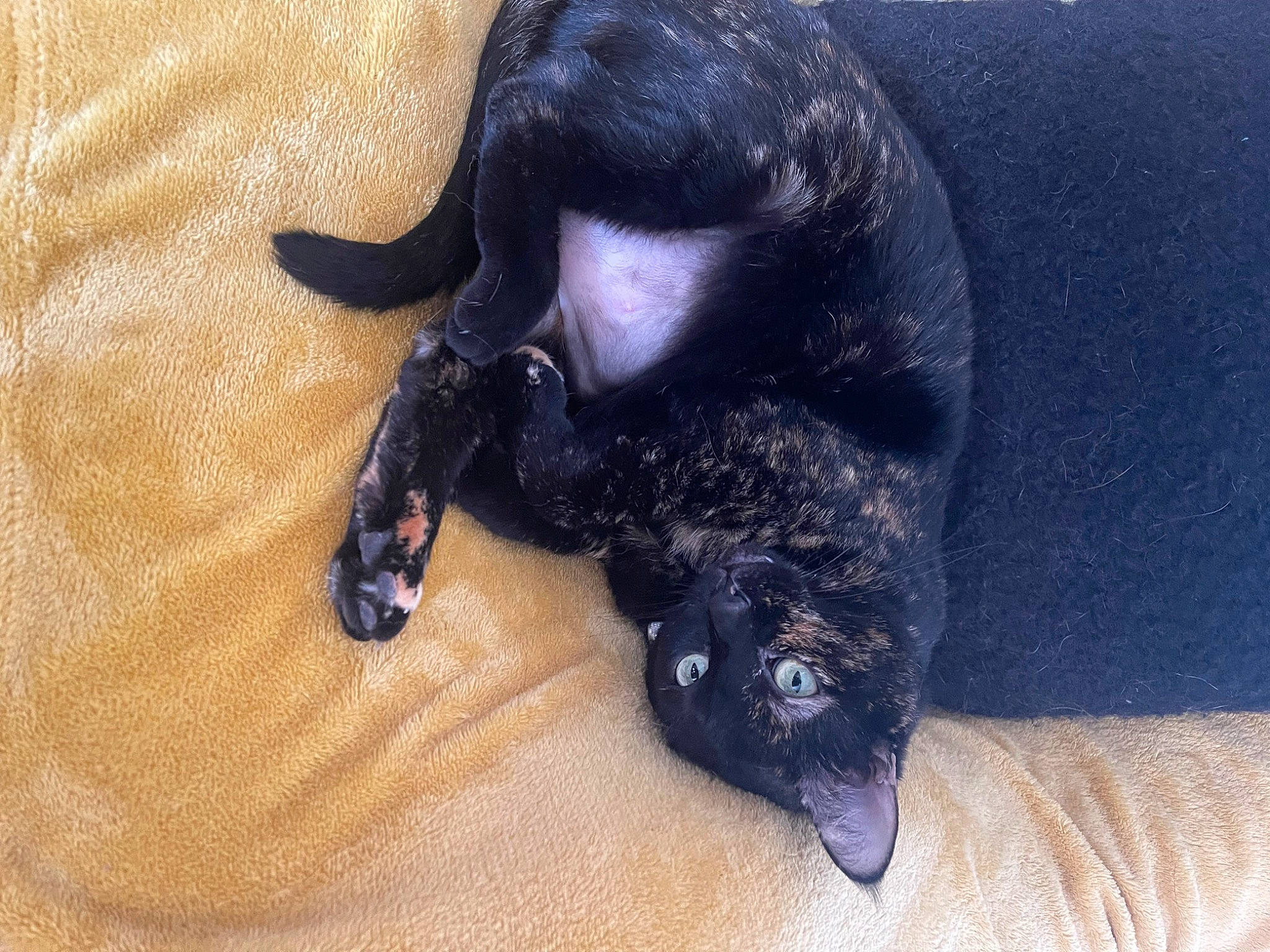 Naya a rejoint le concours — aidez-le/la à gagner de superbes lots ! canidae, carnivore, claw, companion_dog, dog, dog_breed, fawn, felidae, fur, non_sporting_group, paw, small_to_medium_sized_cats, snout, sporting_group, tail, terrestrial_animal, whiskers, working_animal