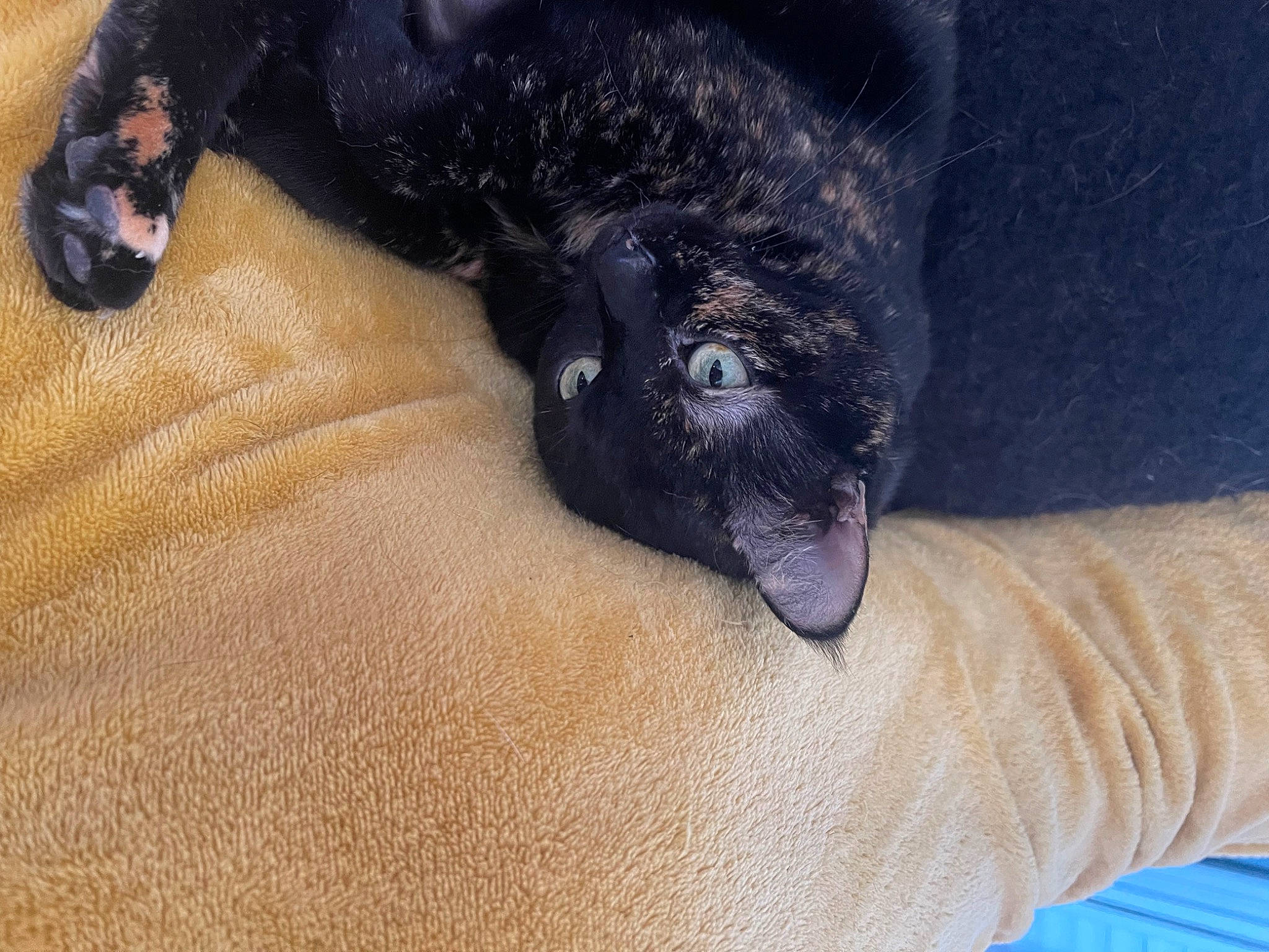 Naya a rejoint le concours — aidez-le/la à gagner de superbes lots ! canidae, carnivore, cat, claw, comfort, dog_breed, domestic_short_haired_cat, electric_blue, felidae, foot, fur, human_leg, nail, paw, small_to_medium_sized_cats, snout, sporting_group, terrestrial_animal, whiskers