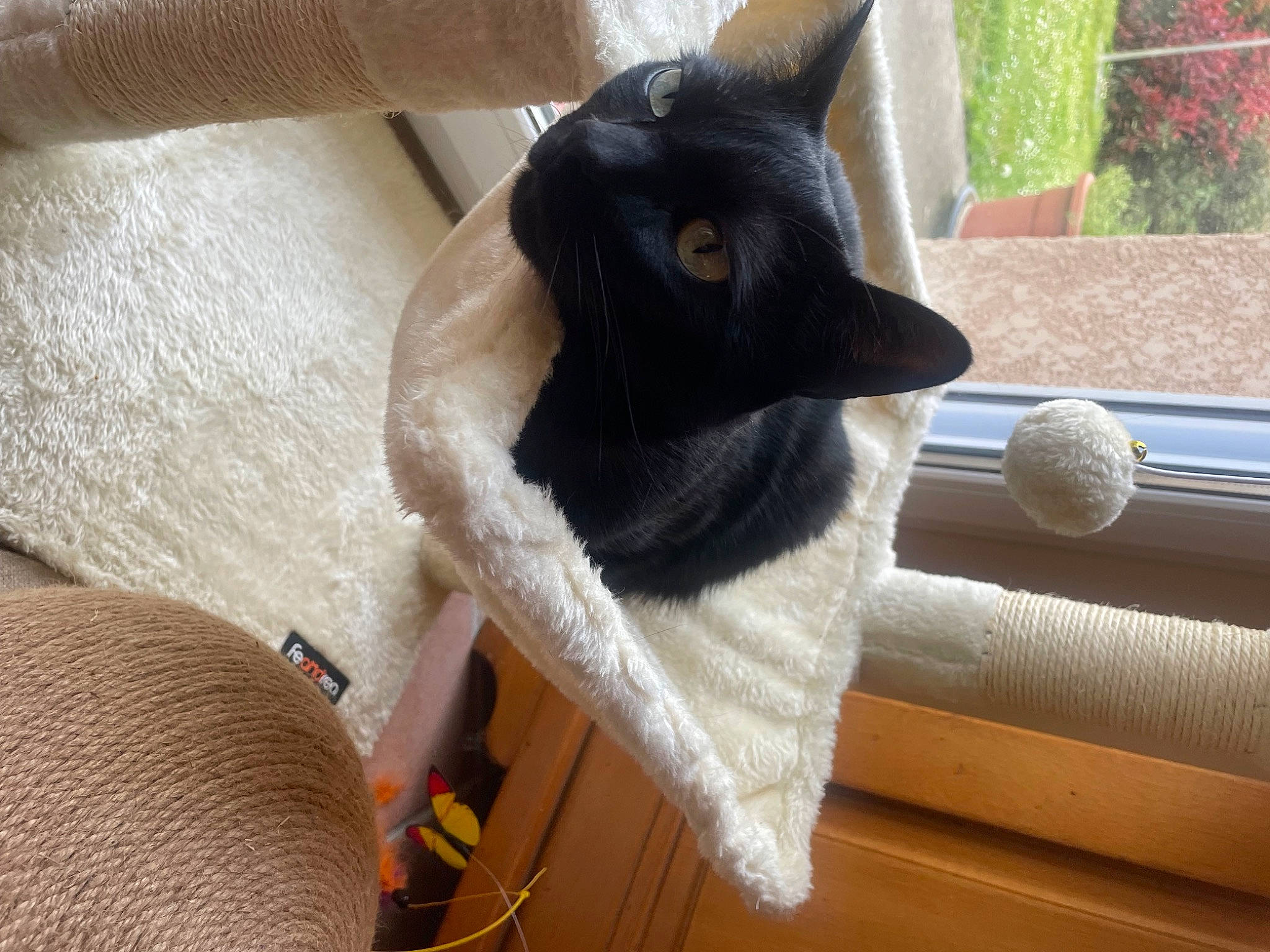 Rubis a rejoint le concours — aidez-le/la à gagner de superbes lots ! black_cat, carnivore, cat, cat_supply, claw, comfort, domestic_short_haired_cat, fawn, felidae, fur, human_leg, paw, plant, small_to_medium_sized_cats, snout, stuffed_toy, tail, whiskers, window, wood