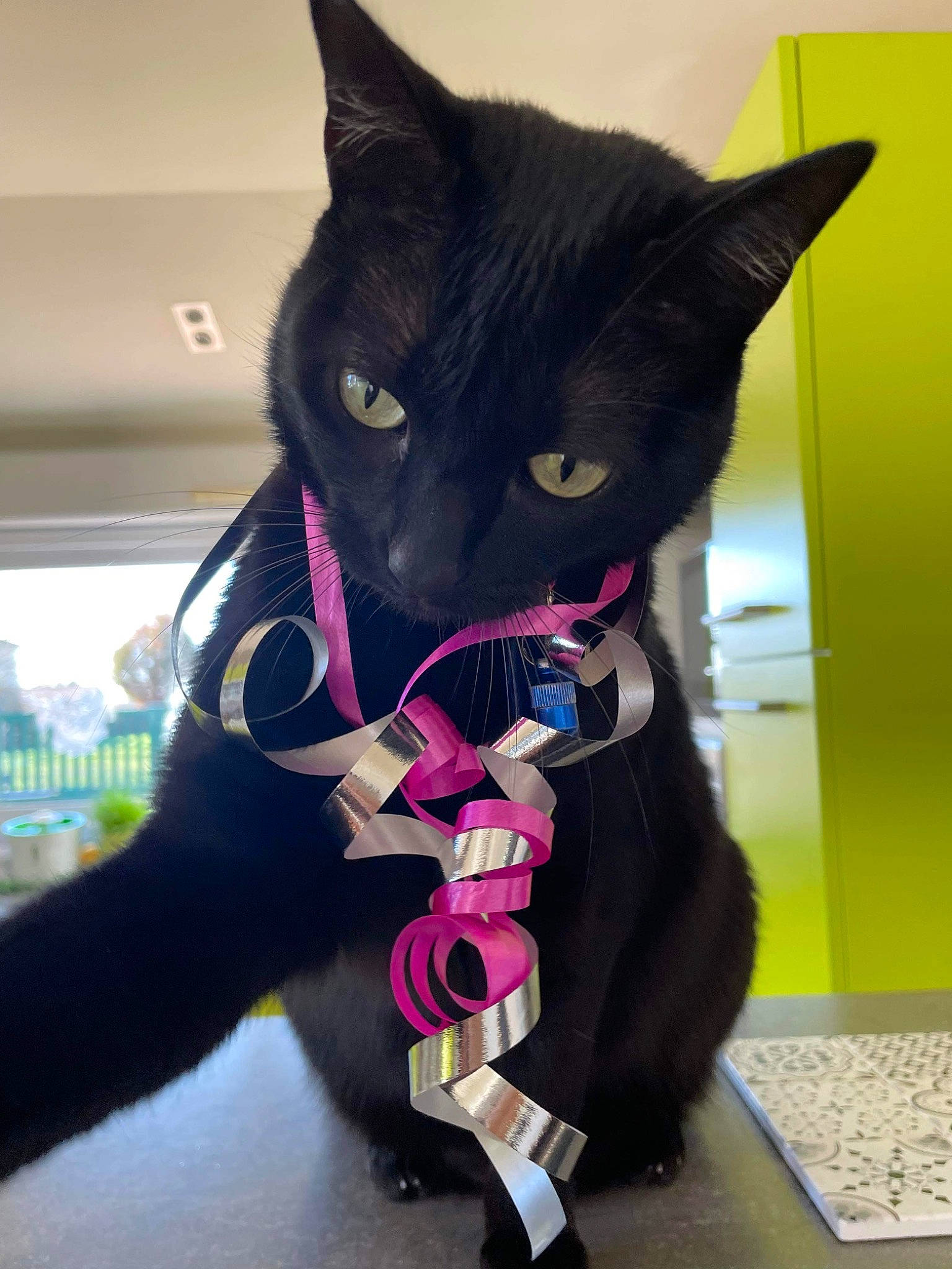 Rubis a rejoint le concours — aidez-le/la à gagner de superbes lots ! bag, black_cat, bombay, carmine, carnivore, cat, collar, domestic_short_haired_cat, electric_blue, fashion_accessory, felidae, fur, leash, personal_protective_equipment, pet_supply, purple, small_to_medium_sized_cats, snout, tail, whiskers