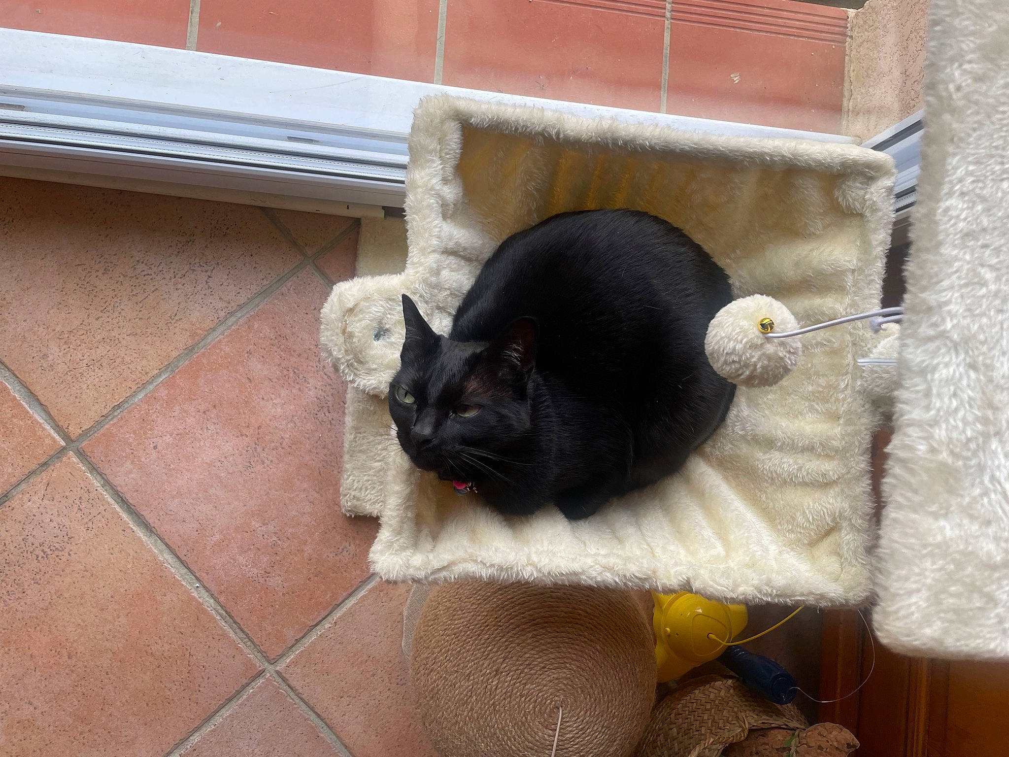 Rubis participe au concours pour gagner de l'argent avec cette photo : black_cat, bombay, canidae, carnivore, cat, claw, comfort, dog_breed, domestic_short_haired_cat, fashion_accessory, felidae, flooring, fur, grey, pet_supply, small_to_medium_sized_cats, snout, tail, terrestrial_animal, whiskers