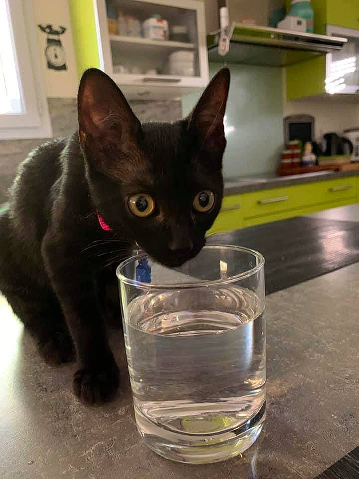 Rubis a rejoint le concours — aidez-le/la à gagner de superbes lots ! barware, black_cat, bombay, carnivore, cat, domestic_short_haired_cat, drink, drinking_water, drinkware, felidae, fluid, glass, highball_glass, liquid, small_to_medium_sized_cats, tableware, transparency, water, whiskers, window