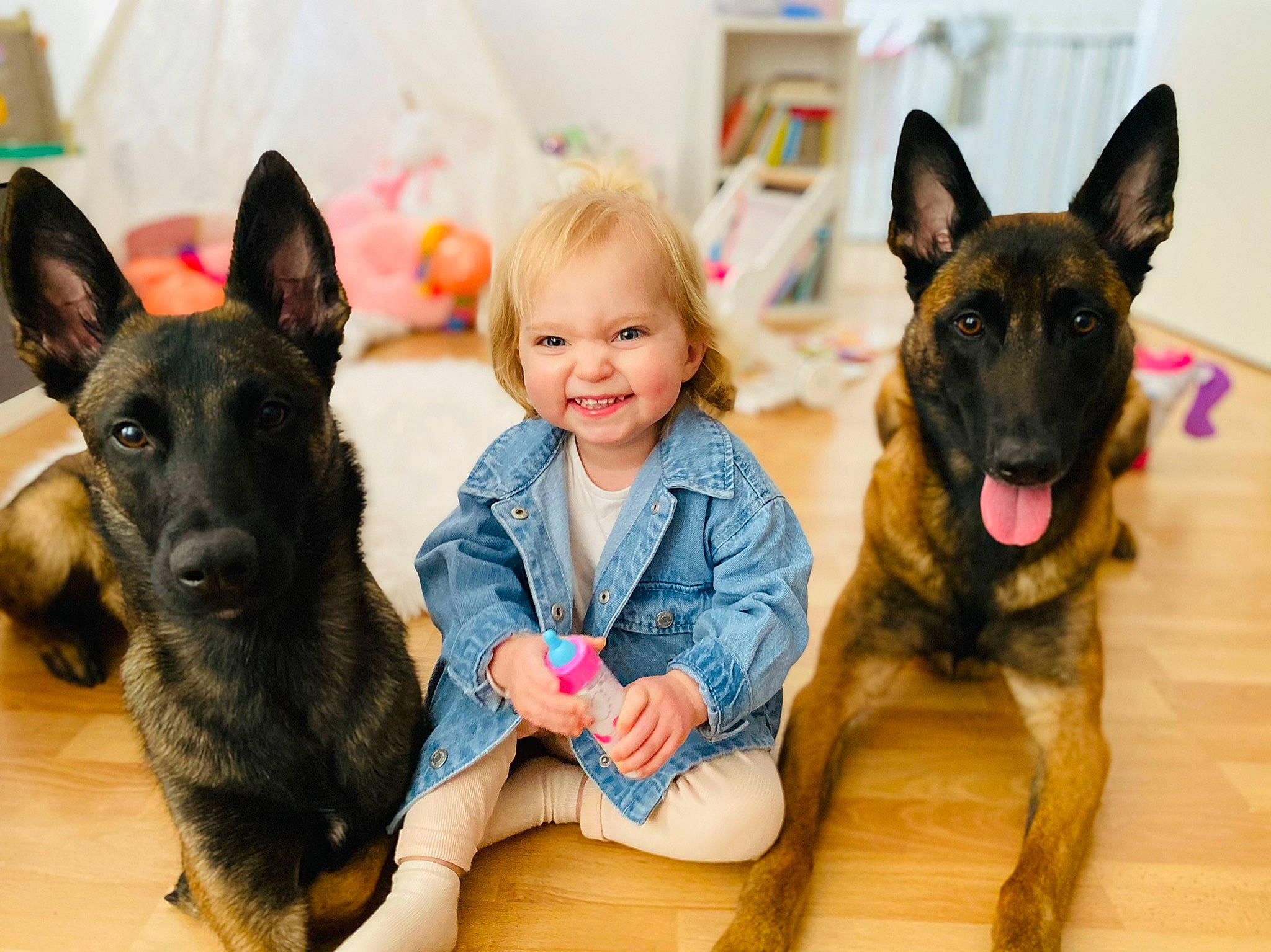 Nina participe au concours pour gagner de l'argent avec cette photo : carnivore, companion_dog, dog, dog_breed, ear, eye, fawn, german_shepherd_dog, happy, head, herding_dog, joy, mammal, old_german_shepherd_dog, organ, person, photograph, smile, snout, sporting_group