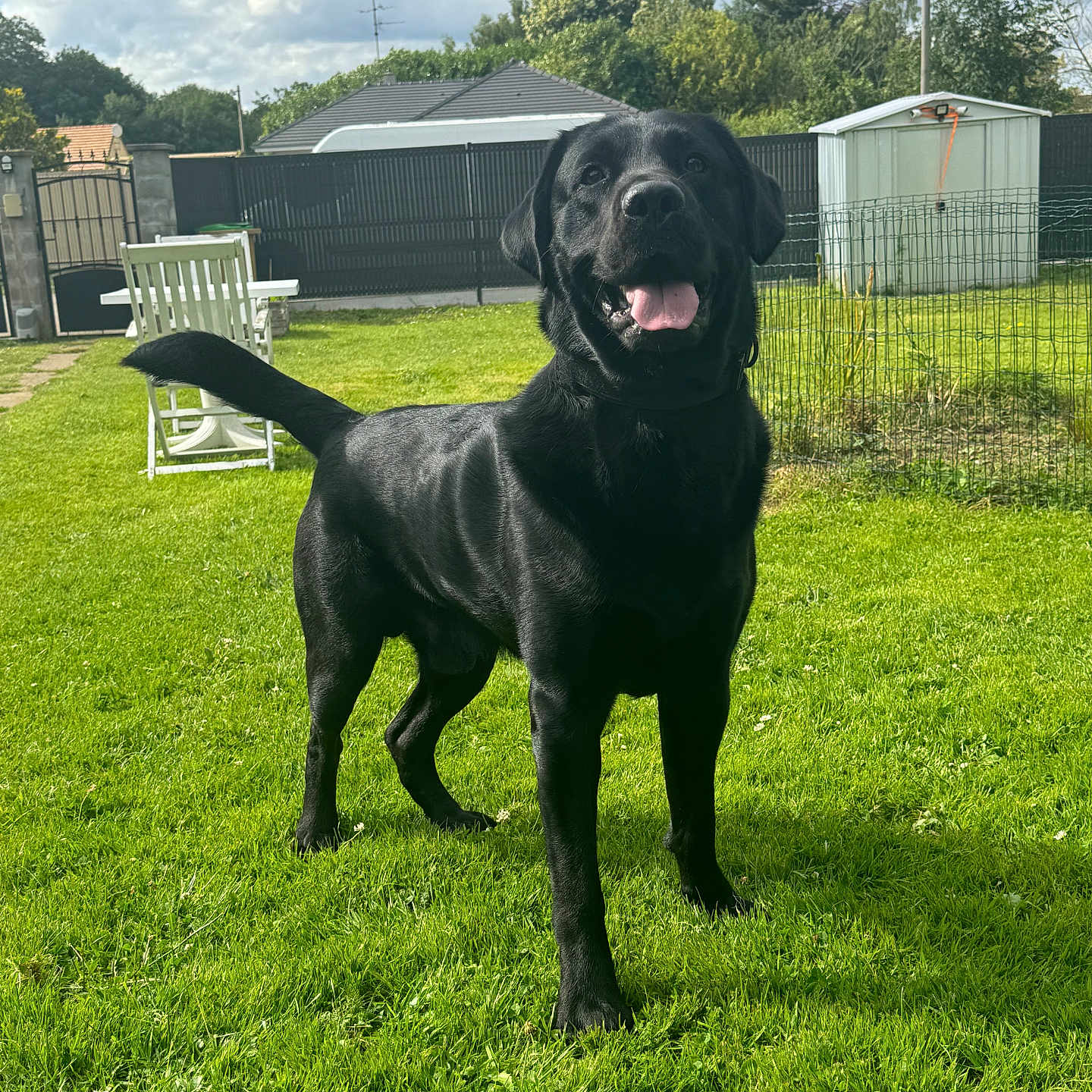 Blue participe au concours pour gagner de l'argent avec cette photo : animal, architecture, backyard, building, canine, chair, dog, field, furniture, grass, grassland, labradorretriever, lawn, nature, outdoors, pet, plant, pointer, shelter, yard