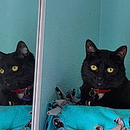 Noctis joined the competition — help win amazing prizes! black_cat, cat, reflection, mirror, yellow_eyes, turquoise_blanket, indoor, pet, animal, feline, collar, red_collar, resting, close_up, wall, texture, domestic_cat, cute, looking, relaxed