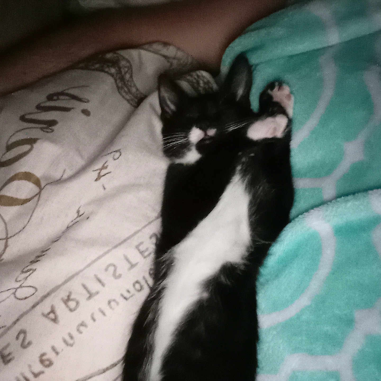 Babygirl is registered to the contest to win money with this photo: animal, bed, black_and_white, blanket, cat, comfort, cozy, domestic, fleece, fur, human_arm, indoor, night, pattern, paw, relaxation, rest, sleeping, soft, text