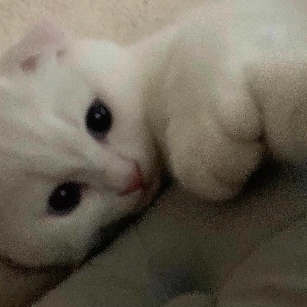 Exodus is registered to the contest to win money with this photo: animal, cat, close_up, companion, cozy, cute, cute_pet, domestic_cat, feline, fur, indoor, laying_down, paw, pet, portrait, relaxed, sleepy, soft, whiskers, white_cat