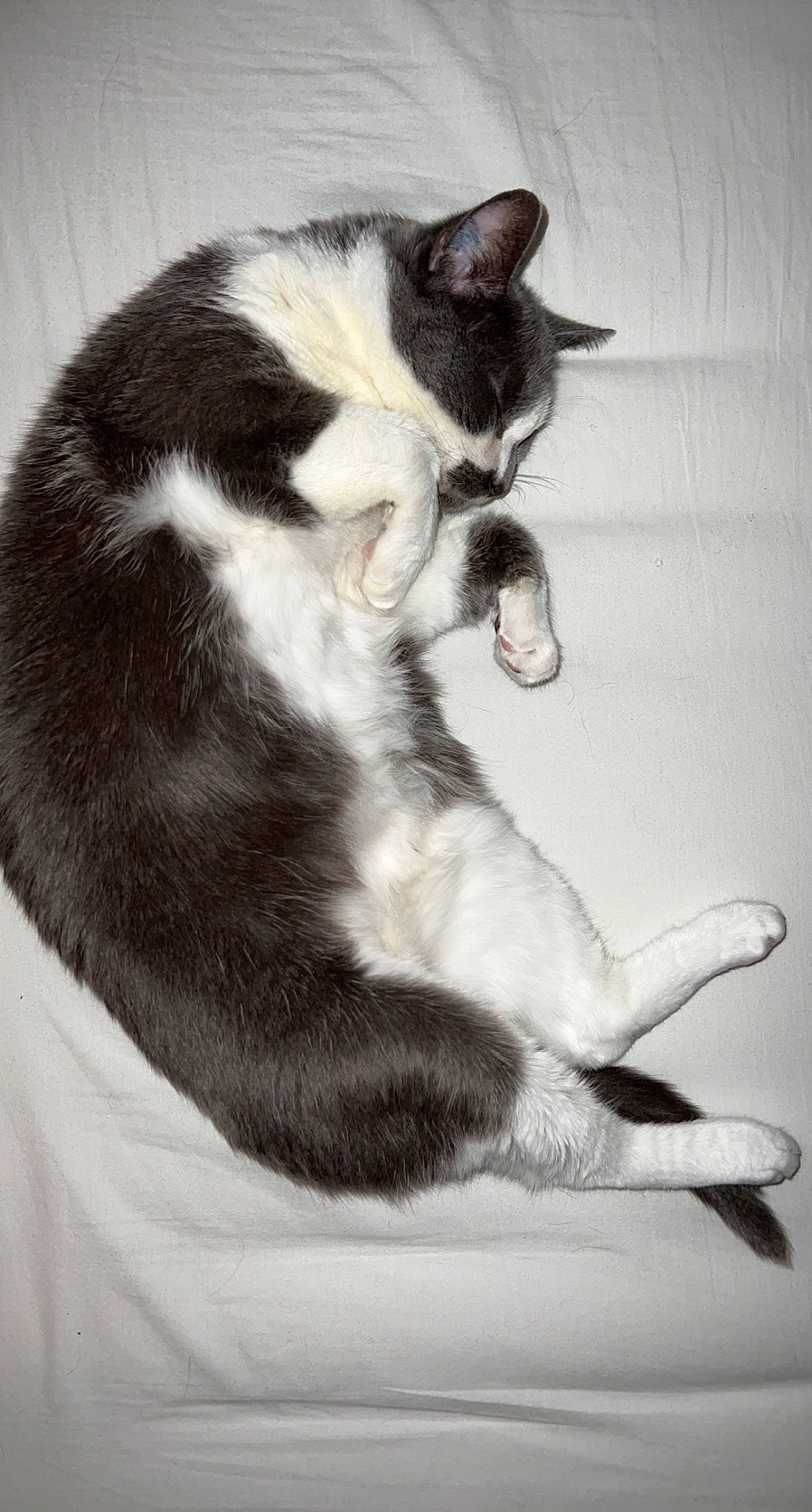 Maddy a rejoint le concours — aidez-le/la à gagner de superbes lots ! carnivore, cat, claw, comfort, domestic_short_haired_cat, ear, felidae, foot, fur, monochrome, monochrome_photography, nap, paw, sitting, small_to_medium_sized_cats, tail, whiskers, window