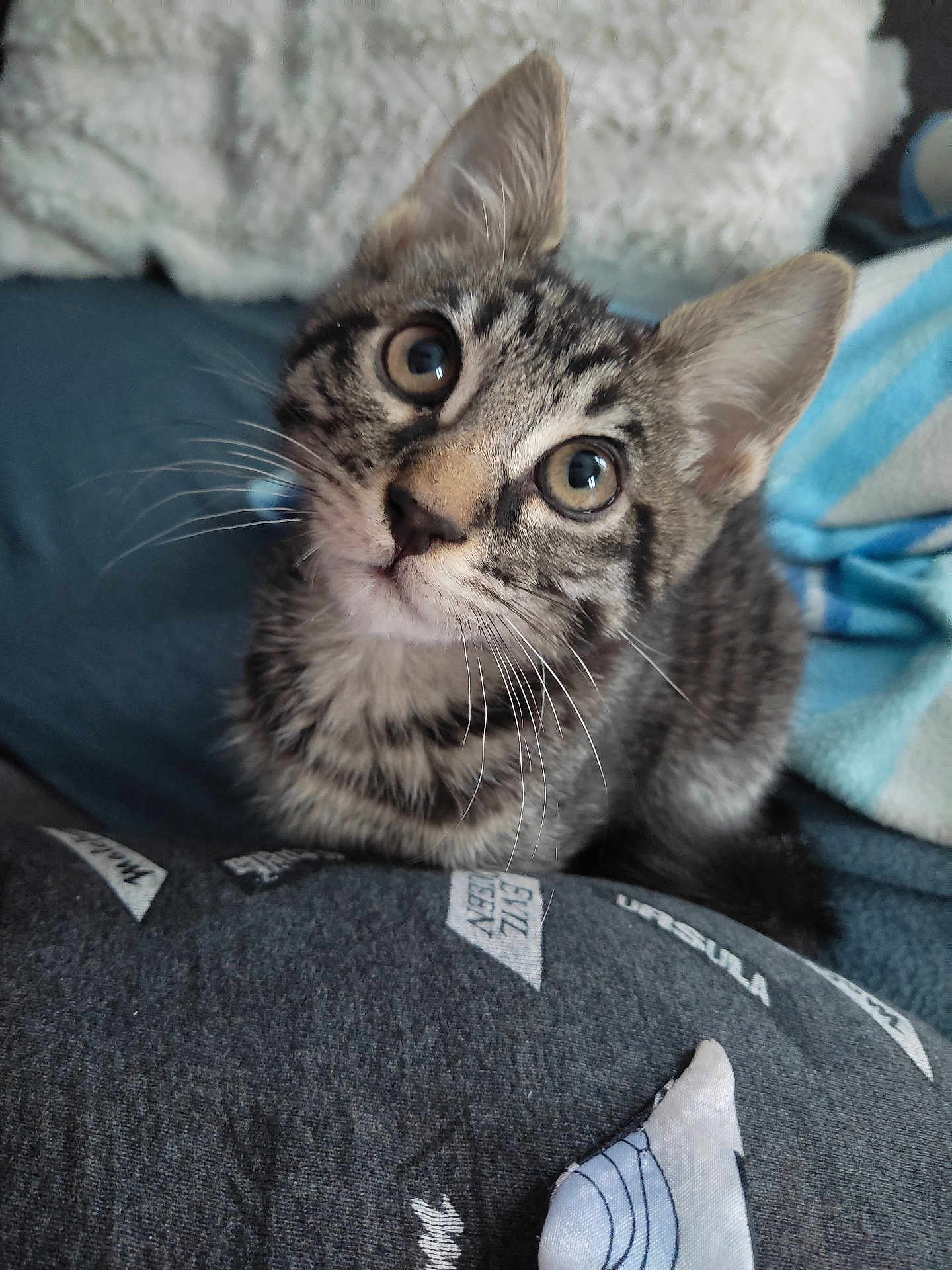 Alpha participe au concours pour gagner de l'argent avec cette photo : kitten, cat, tabby, pet, animal, cute, whiskers, fur, ears, eyes, indoor, blanket, cozy, curious, portrait, feline, young, domestic, close_up, resting