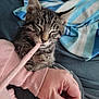 kitten, cat, tabby, playful, person, hand, arm, sleeve, pink, string, blanket, striped_blanket, cozy, indoor, pet, cute, feline, resting, soft, comfort