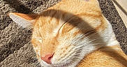 Leo is registered to the contest to win money with this photo: cat, ginger_cat, sleeping, sunlight, shadow, fur, pet, animal, close_up, texture, rug, indoor, relaxation, peaceful, whiskers, ear, nose, cute, cozy, nap