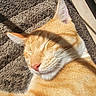 cat, ginger_cat, sleeping, sunlight, shadow, fur, pet, animal, close_up, texture, rug, indoor, relaxation, peaceful, whiskers, ear, nose, cute, cozy, nap