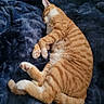 cat, orange_tabby, sleeping, curled_up, pet, animal, feline, fluffy, soft, blanket, blue_blanket, indoor, resting, cozy, cute, paws, whiskers, fur, relaxation, comfort