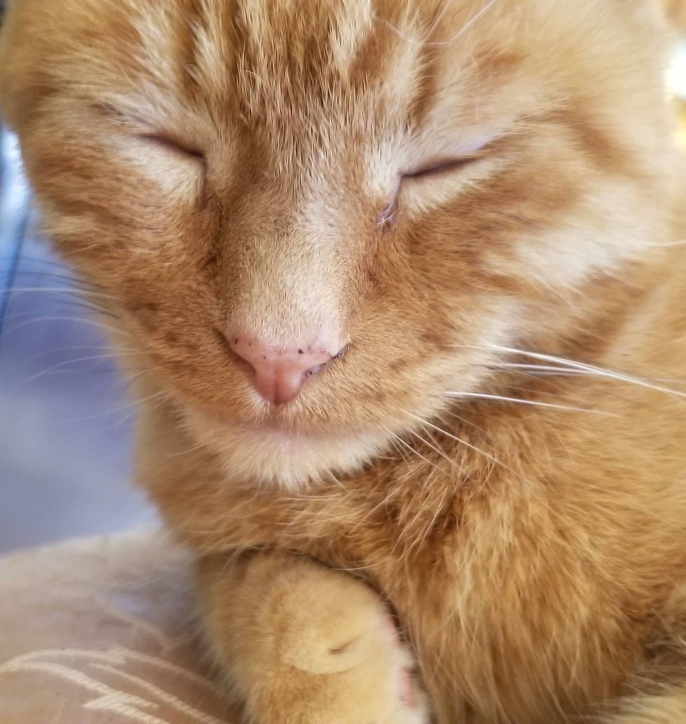 Rags is registered to the contest to win money with this photo: carnivore, cat, claw, close_up, comfort, domestic_short_haired_cat, fawn, felidae, fur, nap, paw, small_to_medium_sized_cats, snout, tail, terrestrial_animal, whiskers, wildlife