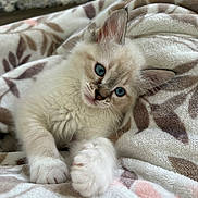 Leo is registered to the contest to win money with this photo: kitten, cat, blue_eyes, fluffy, pet, animal, cute, feline, whiskers, paw, soft, cozy, blanket, pattern, indoor, young, fur, relaxed, playful, closeup