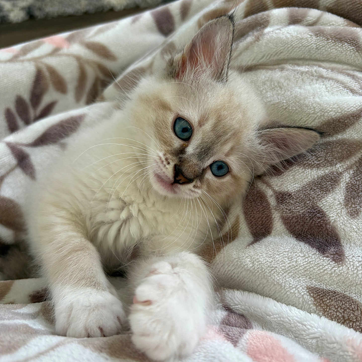 Leo