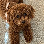 dog, poodle, toy_poodle, pet, curly_fur, brown, carpet, indoor, portrait, close_up, looking_up, eyes, nose, paws, cute, fluffy, companion, pet_photography, small_dog, groomed