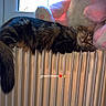 cat, kitten, fluffy, sleeping, relaxed, stretched, tabby, fur, pet, plush_toy, bunny, radiator, heater, window, indoor, home, warmth, cozy, portrait, text