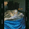 Princesses participe au concours pour gagner de l'argent avec cette photo : cat, cats, sleeping, sleepy, curled_up, cuddling, pet, feline, fur, tabby, orange_cat, gray_cat, blue_blanket, blanket, indoors, bed, cozy, relaxed, film_grain, emojis