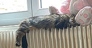 Princesses a rejoint le concours — aidez-le/la à gagner de superbes lots ! cat, animal, pet, long_hair, tabby, fur, tail, sleeping, resting, radiator, window, indoors, stuffed_animal, rabbit_toy, pink, home, heating, cozy, portrait, vertical_photo