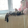 cat, animal, pet, long_hair, tabby, fur, tail, sleeping, resting, radiator, window, indoors, stuffed_animal, rabbit_toy, pink, home, heating, cozy, portrait, vertical_photo