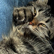 Princesses participe au concours pour gagner de l'argent avec cette photo : cat, tabby_cat, feline, fluffy, fur, whiskers, green_eyes, yellow_eyes, paws, curled_up, sleeping, relaxed, close_up, portrait, indoor, blue_background, dark_background, animal, cute, watermark