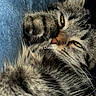 cat, tabby_cat, feline, fluffy, fur, whiskers, green_eyes, yellow_eyes, paws, curled_up, sleeping, relaxed, close_up, portrait, indoor, blue_background, dark_background, animal, cute, watermark