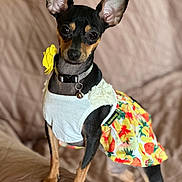 Mia is registered to the contest to win money with this photo: dog, pet, small_dog, clothing, dress, floral_pattern, ears, couch, indoor, cute, animal, collar, black_and_tan, portrait, sitting, looking_at_camera, fabric, fashion, accessory, domestic_animal