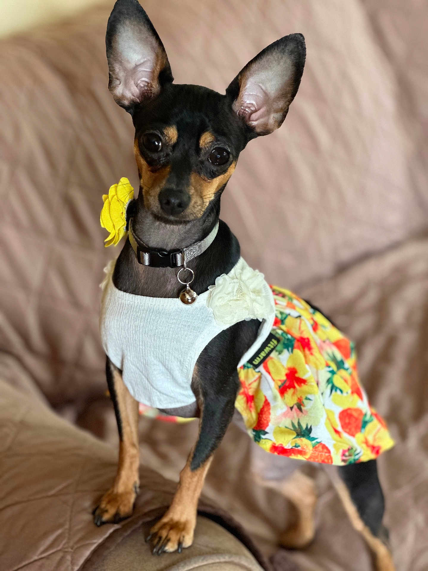 Mia is registered to the contest to win money with this photo: dog, pet, small_dog, clothing, dress, floral_pattern, ears, couch, indoor, cute, animal, collar, black_and_tan, portrait, sitting, looking_at_camera, fabric, fashion, accessory, domestic_animal