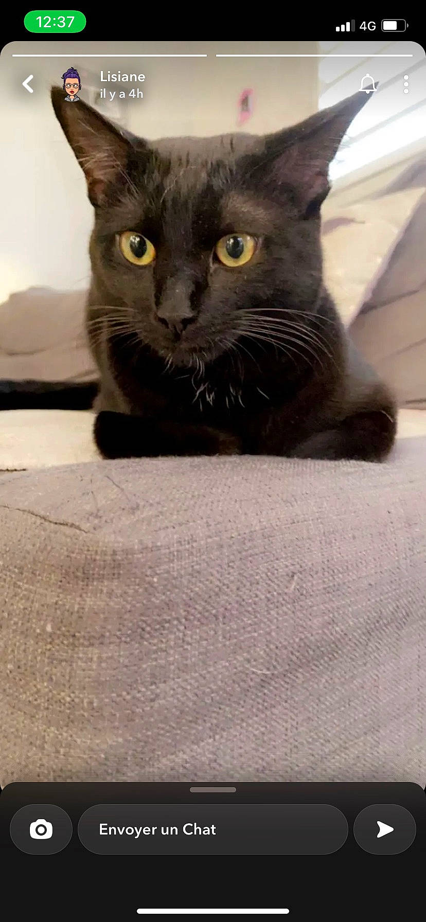 Lucky a rejoint le concours — aidez-le/la à gagner de superbes lots ! black_cat, carnivore, cat, cat_supply, domestic_short_haired_cat, felidae, flooring, fur, grey, paw, pet_supply, small_to_medium_sized_cats, snout, tail, terrestrial_animal, whiskers, wood