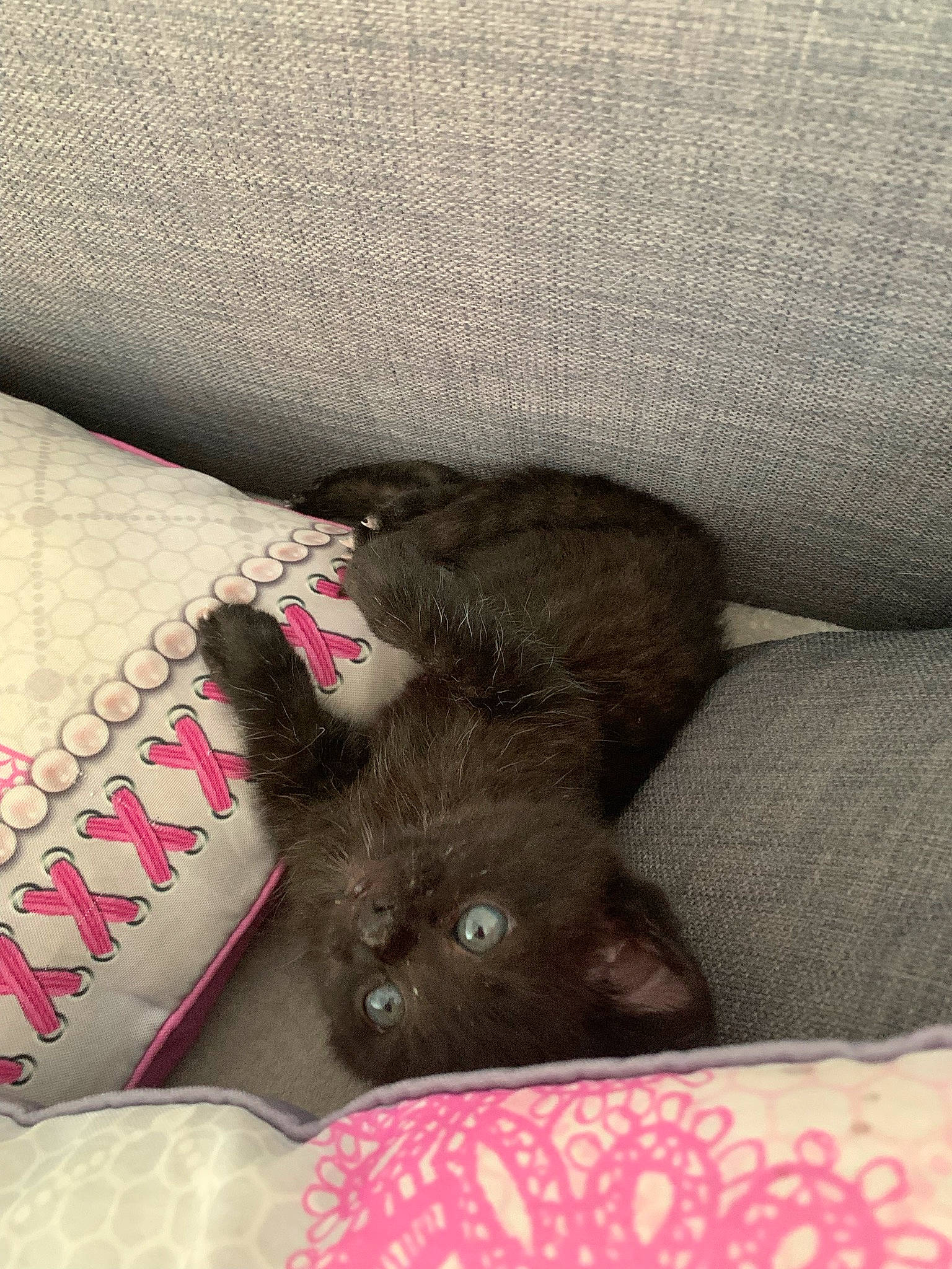 Lucky a rejoint le concours — aidez-le/la à gagner de superbes lots ! bed, black_cat, carmine, carnivore, comfort, companion_dog, couch, dog_breed, domestic_short_haired_cat, fawn, felidae, fur, grey, linens, magenta, pattern, small_to_medium_sized_cats, studio_couch, textile, whiskers