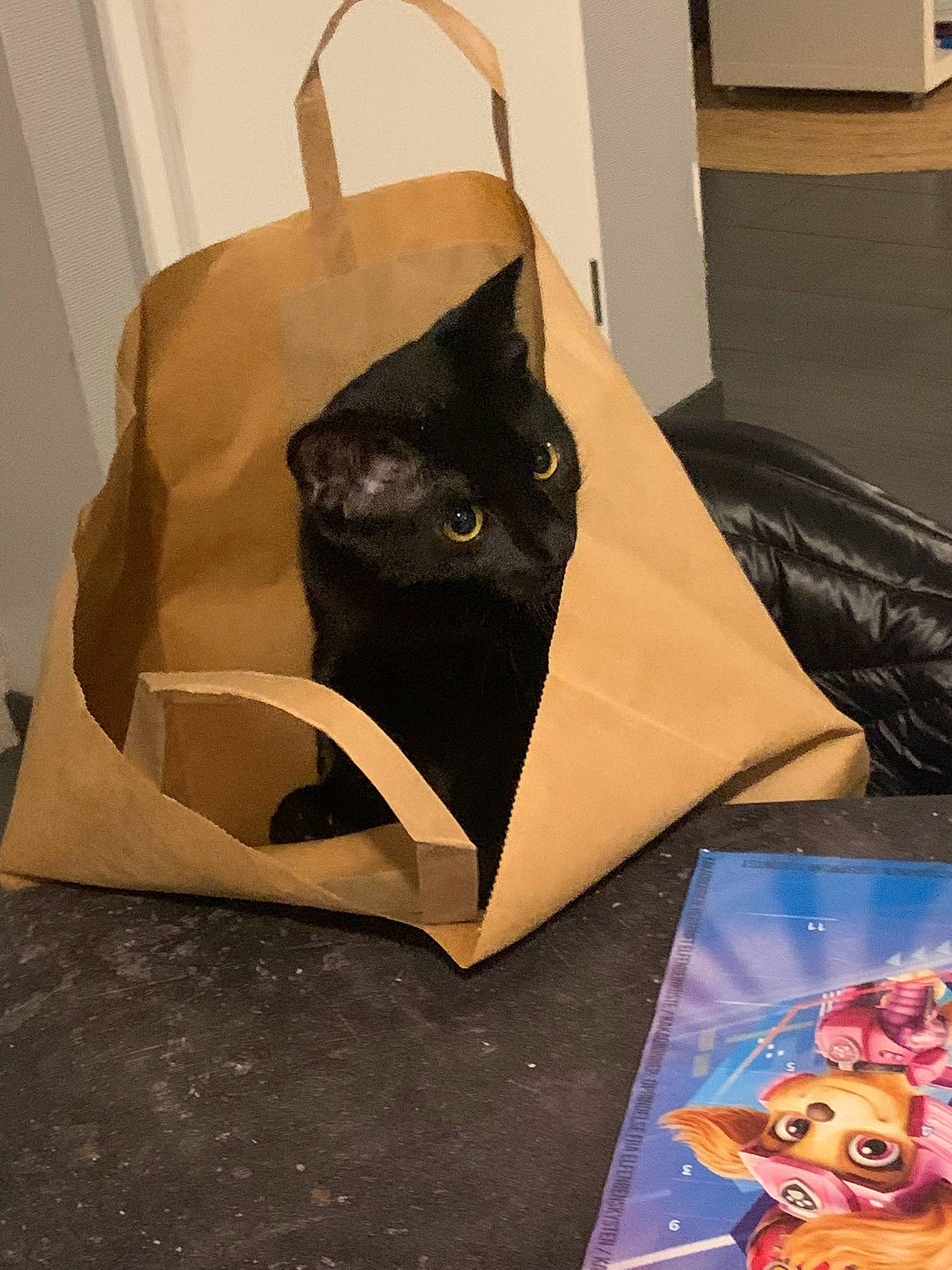 Lucky participe au concours pour gagner de l'argent avec cette photo : art, bag, box, cardboard, carnivore, carton, cat, fashion_accessory, felidae, illustration, linens, luggage_and_bags, packaging_and_labeling, paper, paper_bag, paper_product, shipping_box, small_to_medium_sized_cats, vertebrate, whiskers